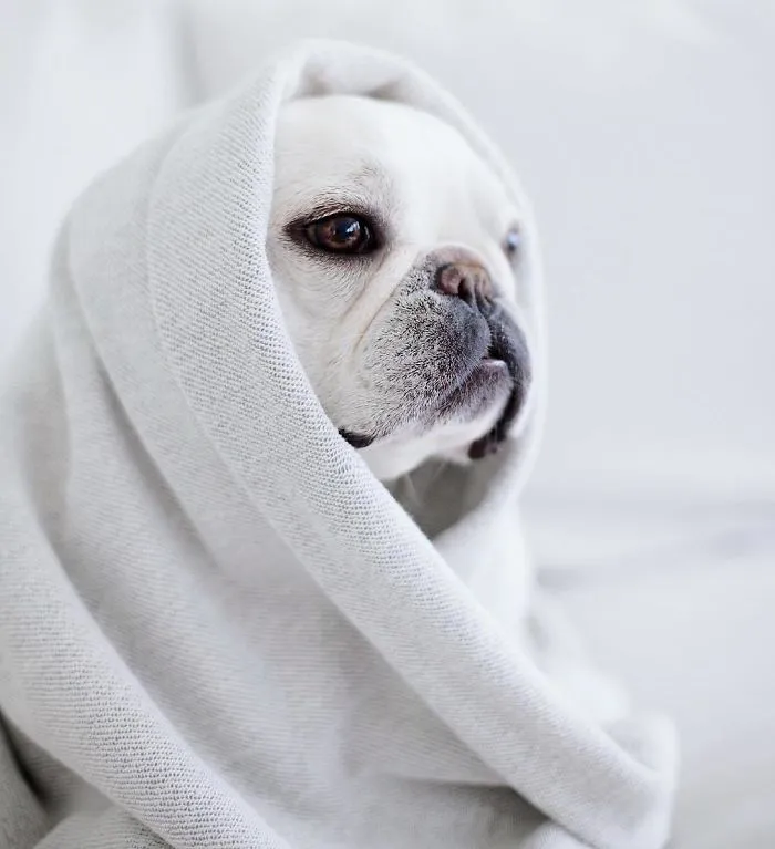 Meet This Adorable Pair Of French Bulldogs That Are Impossible Not To Love (58 Pics)