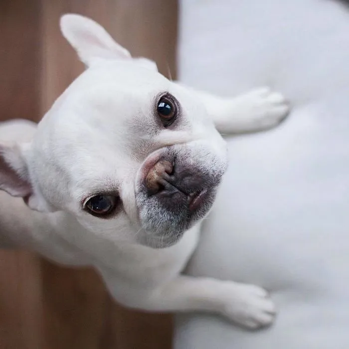 Meet This Adorable Pair Of French Bulldogs That Are Impossible Not To Love (58 Pics)