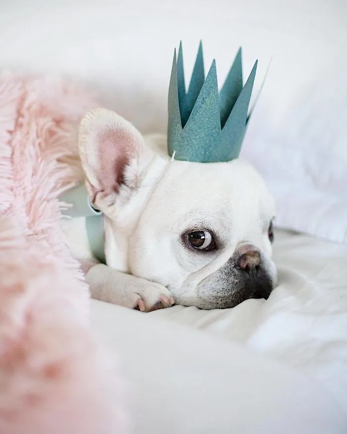 Meet This Adorable Pair Of French Bulldogs That Are Impossible Not To Love (58 Pics)