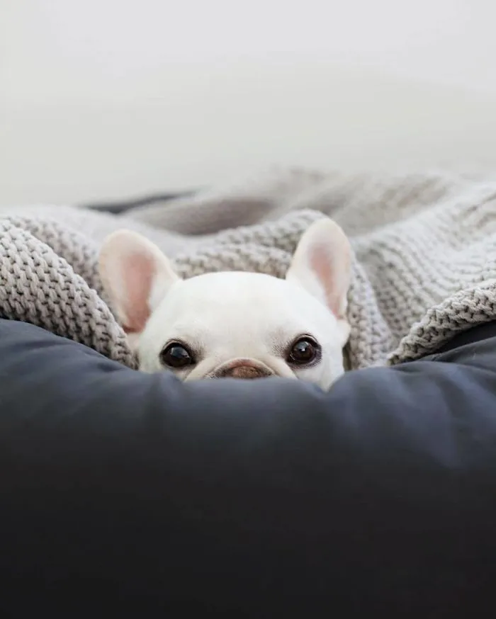 Meet This Adorable Pair Of French Bulldogs That Are Impossible Not To Love (58 Pics)
