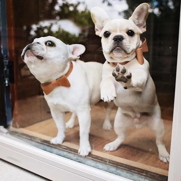 Meet This Adorable Pair Of French Bulldogs That Are Impossible Not To Love (58 Pics)