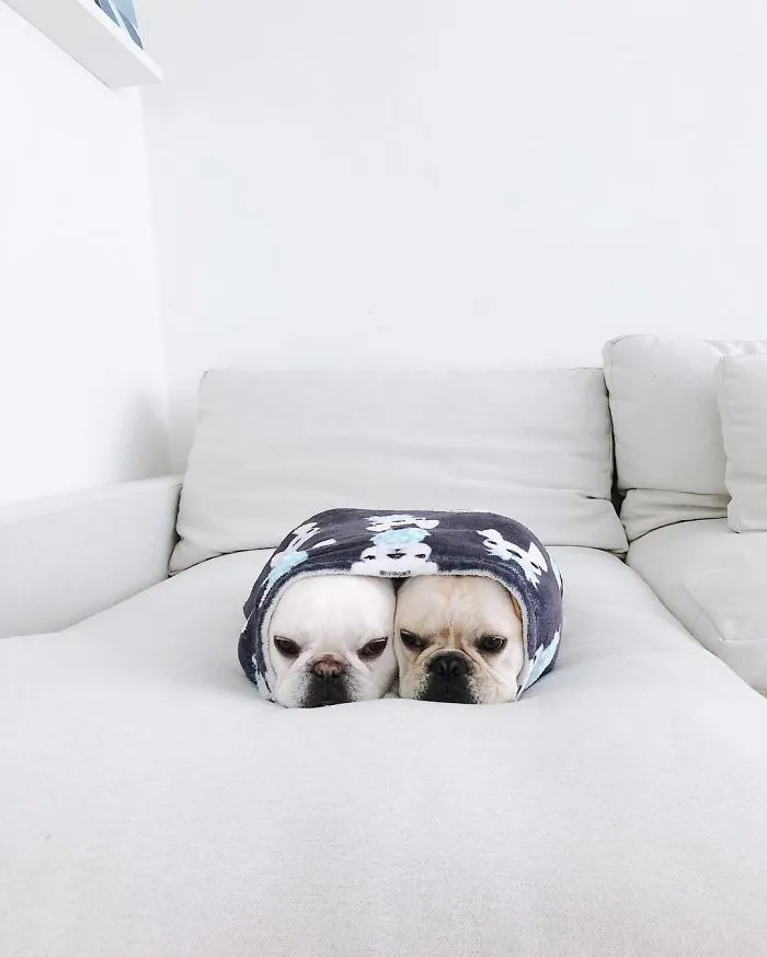 Meet This Adorable Pair Of French Bulldogs That Are Impossible Not To Love (58 Pics)