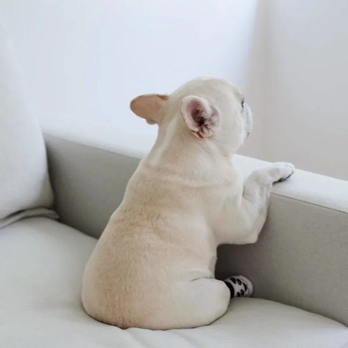 Meet This Adorable Pair Of French Bulldogs That Are Impossible Not To Love (58 Pics)