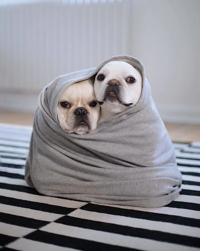 Meet This Adorable Pair Of French Bulldogs That Are Impossible Not To Love (58 Pics)