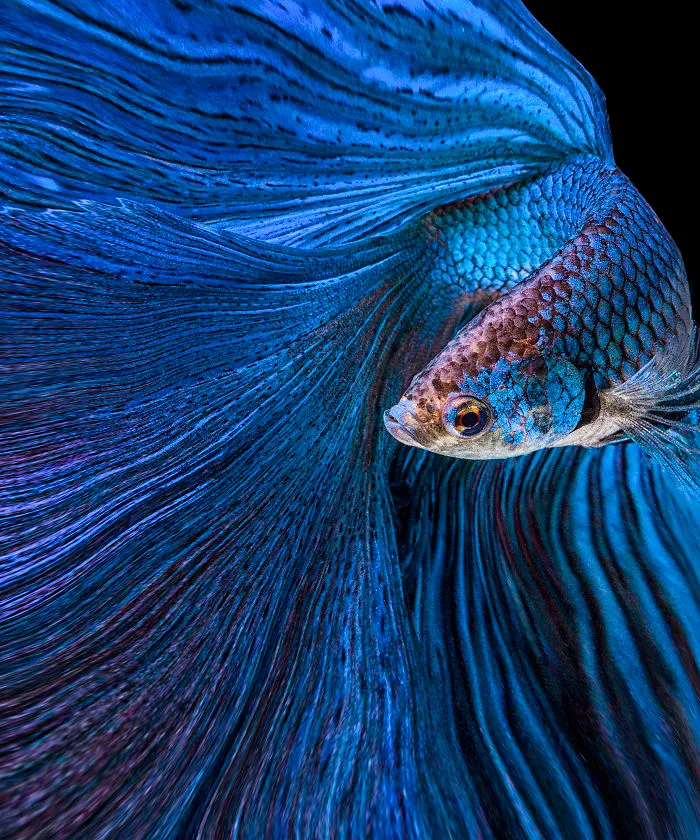 I Photographed Betta Fish In All Sorts Of Colors And Patterns (35 Pics)