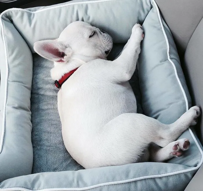Meet This Adorable Pair Of French Bulldogs That Are Impossible Not To Love (58 Pics)