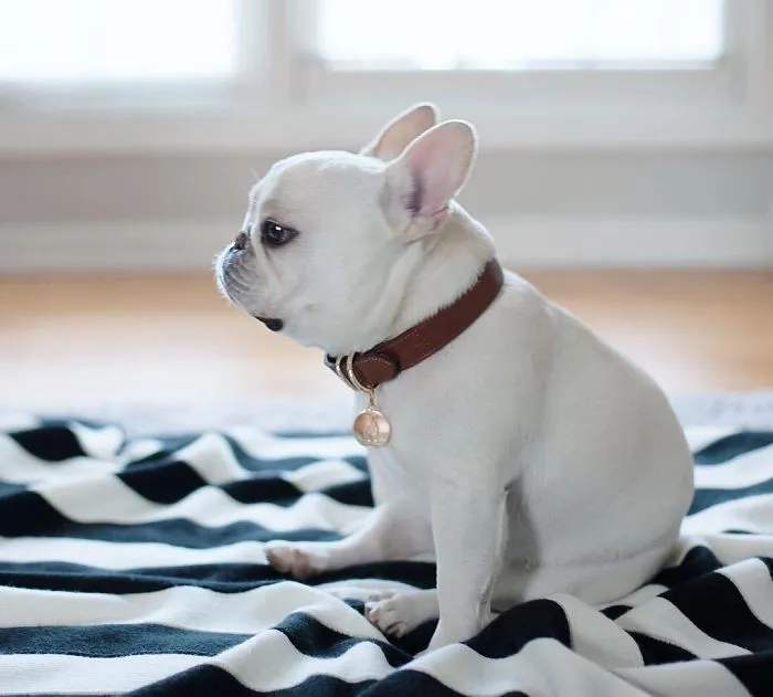 Meet This Adorable Pair Of French Bulldogs That Are Impossible Not To Love (58 Pics)