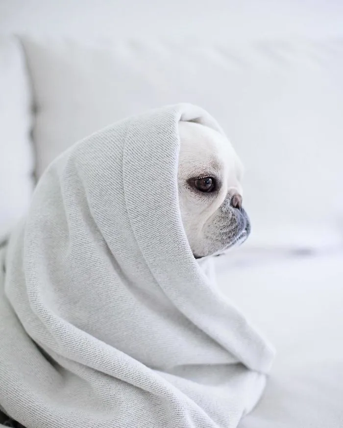 Meet This Adorable Pair Of French Bulldogs That Are Impossible Not To Love (58 Pics)