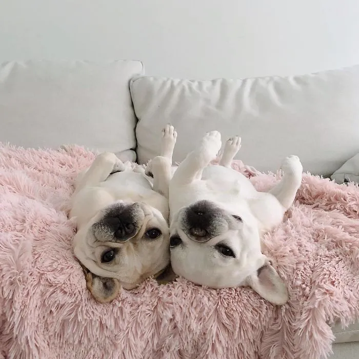 Meet This Adorable Pair Of French Bulldogs That Are Impossible Not To Love (58 Pics)