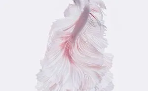 I Photographed Betta Fish In All Sorts Of Colors And Patterns (35 Pics)