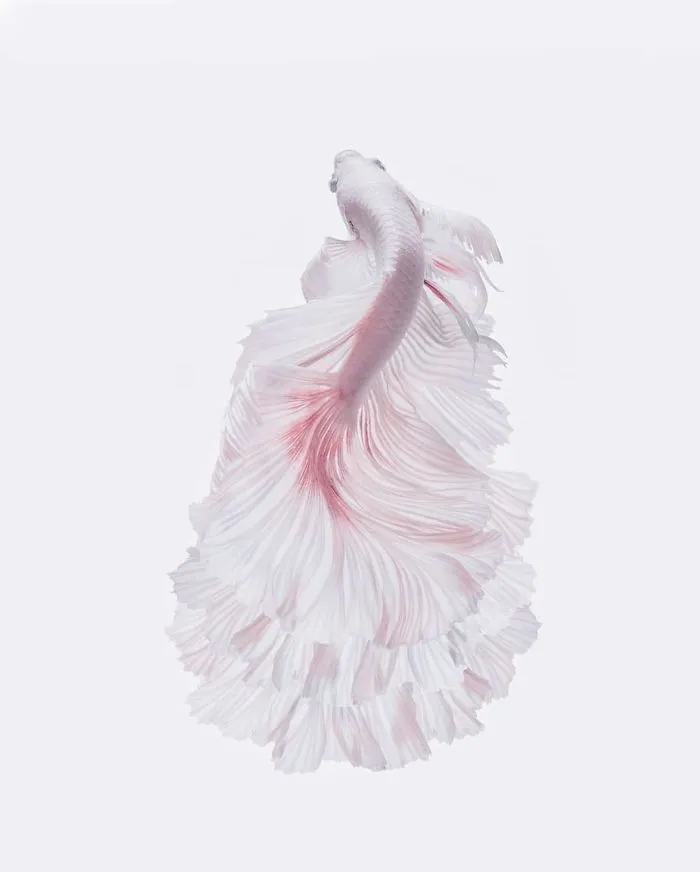 I Photographed Betta Fish In All Sorts Of Colors And Patterns (35 Pics)