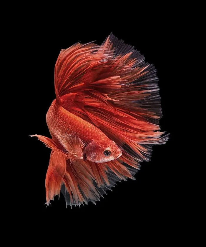 Hago fotos a peces Betta con todo tipo de patrones y colores (35 imágenes)