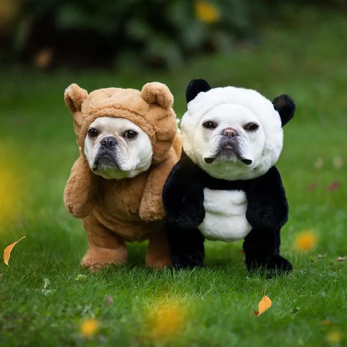 Meet This Adorable Pair Of French Bulldogs That Are Impossible Not To Love (58 Pics)