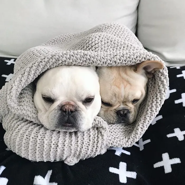 Meet This Adorable Pair Of French Bulldogs That Are Impossible Not To Love (58 Pics)