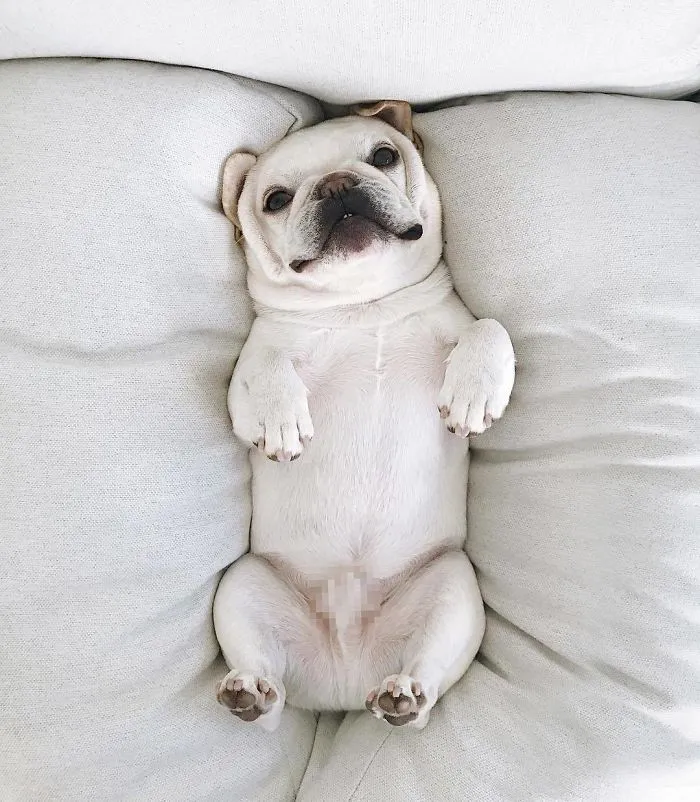 Meet This Adorable Pair Of French Bulldogs That Are Impossible Not To Love (58 Pics)