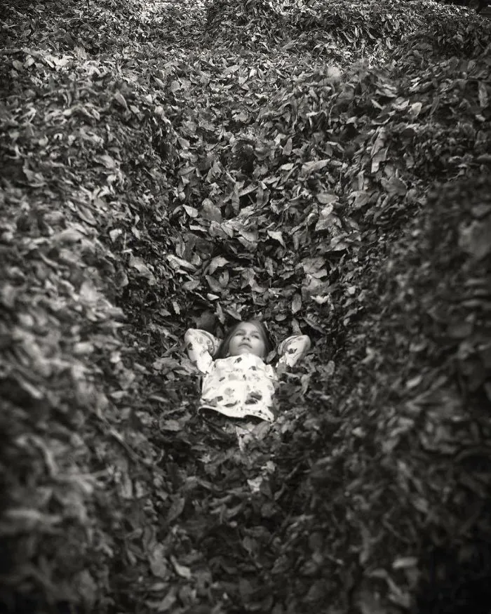 The Leaves