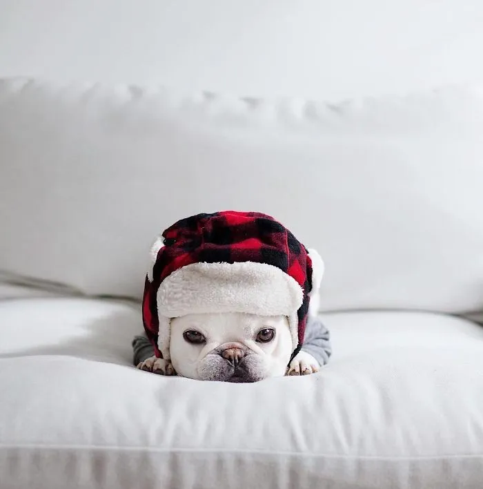 Meet This Adorable Pair Of French Bulldogs That Are Impossible Not To Love (58 Pics)