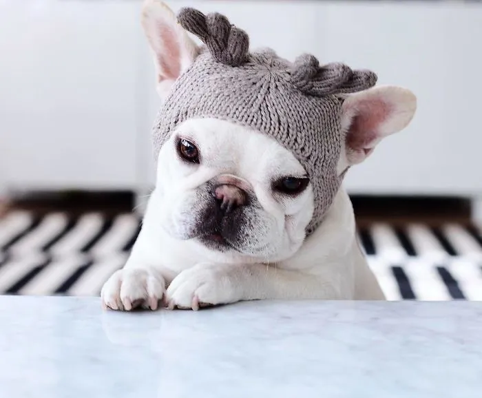 Meet This Adorable Pair Of French Bulldogs That Are Impossible Not To Love (58 Pics)
