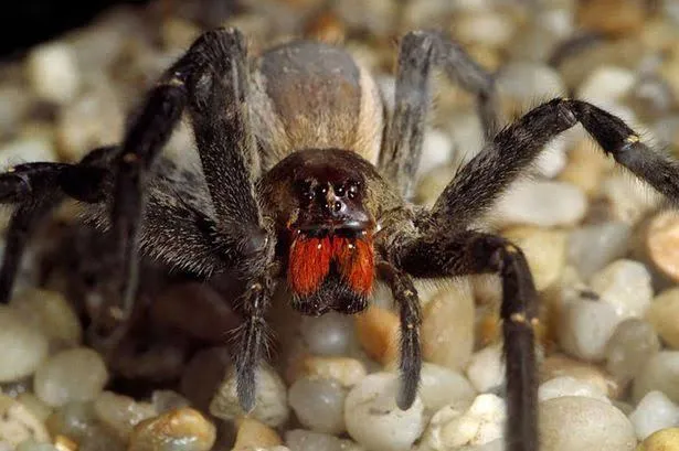 Brazilian Wandering Spider