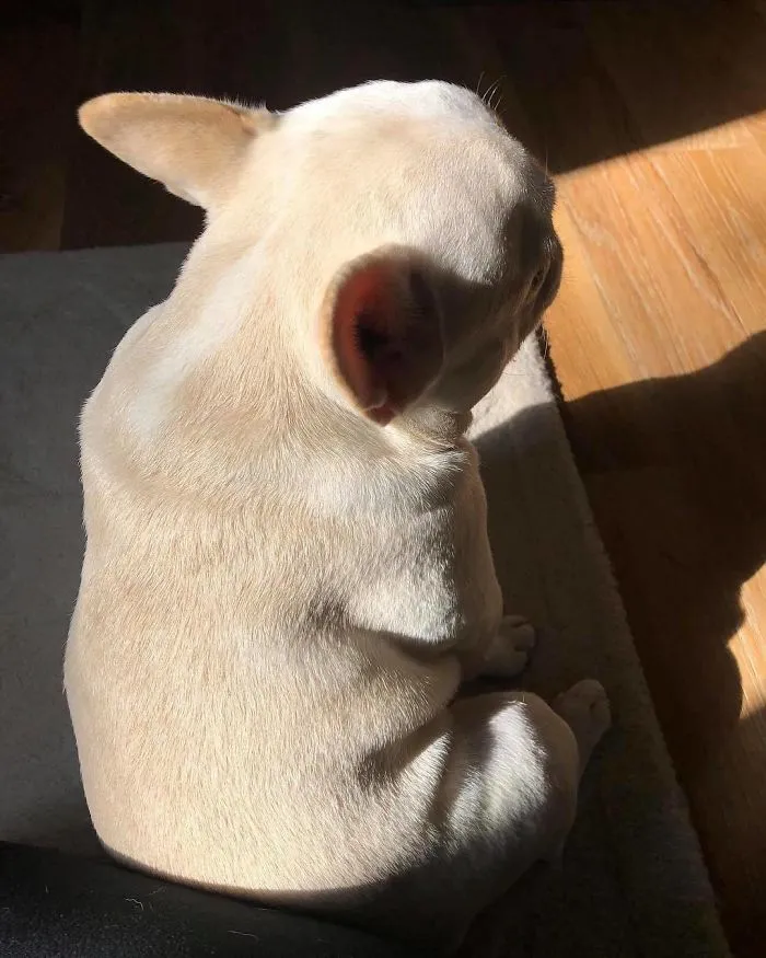 Meet This Adorable Pair Of French Bulldogs That Are Impossible Not To Love (58 Pics)
