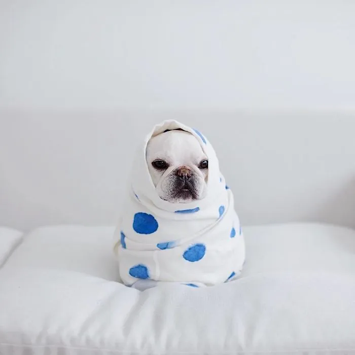 Meet This Adorable Pair Of French Bulldogs That Are Impossible Not To Love (58 Pics)
