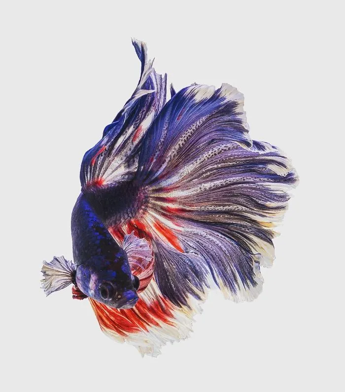 I Photographed Betta Fish In All Sorts Of Colors And Patterns (35 Pics)