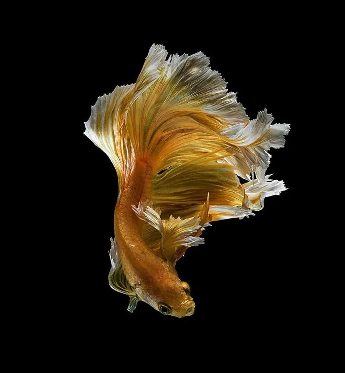 I Photographed Betta Fish In All Sorts Of Colors And Patterns (35 Pics)