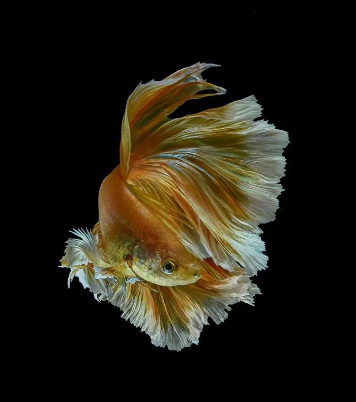 Hago fotos a peces Betta con todo tipo de patrones y colores (35 imágenes)