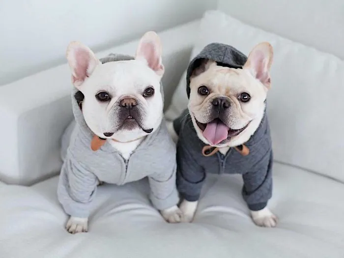 Meet This Adorable Pair Of French Bulldogs That Are Impossible Not To Love (58 Pics)