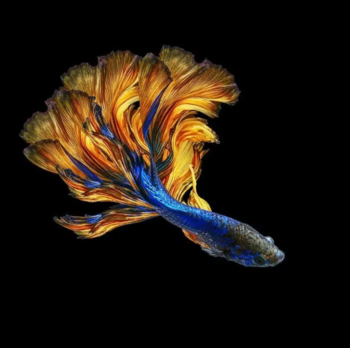 Hago fotos a peces Betta con todo tipo de patrones y colores (35 imágenes)