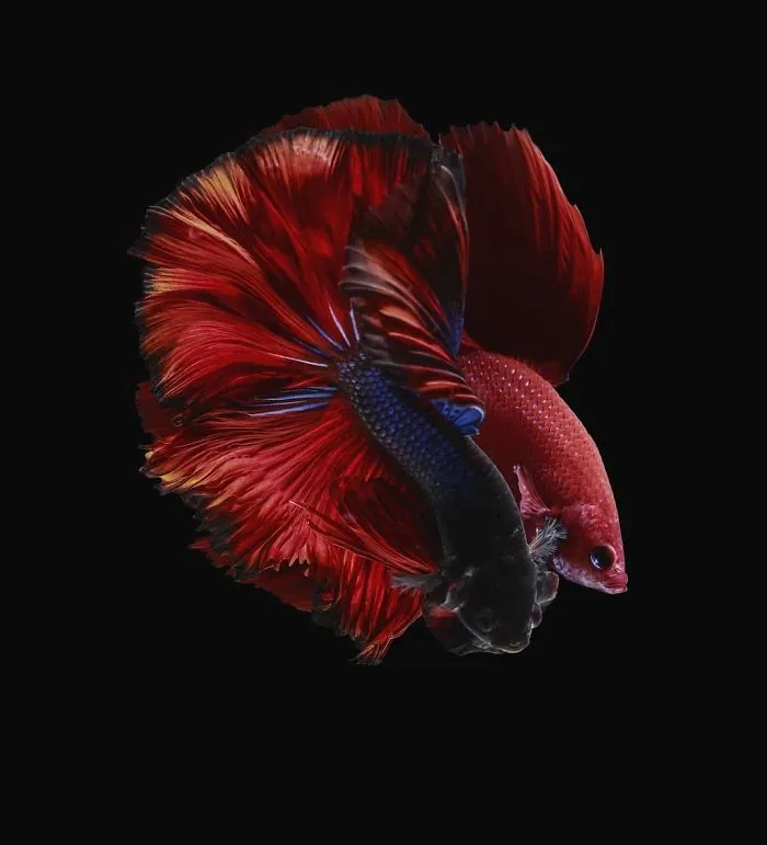 Hago fotos a peces Betta con todo tipo de patrones y colores (35 imágenes)