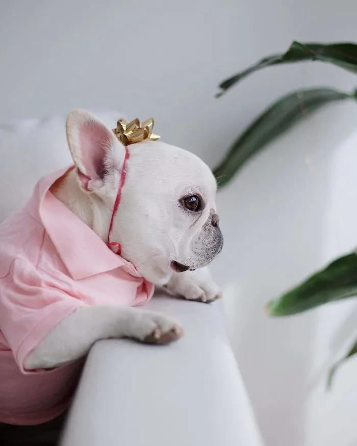 Meet This Adorable Pair Of French Bulldogs That Are Impossible Not To Love (58 Pics)