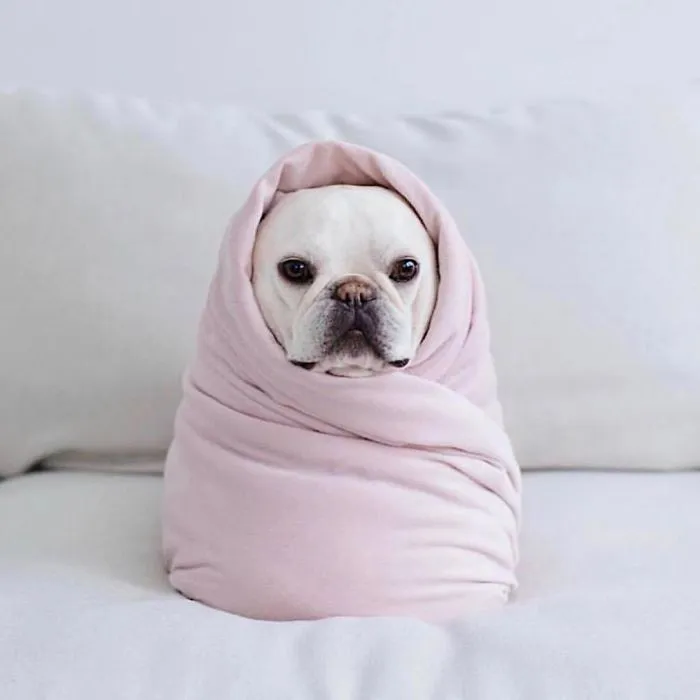 Meet This Adorable Pair Of French Bulldogs That Are Impossible Not To Love (58 Pics)