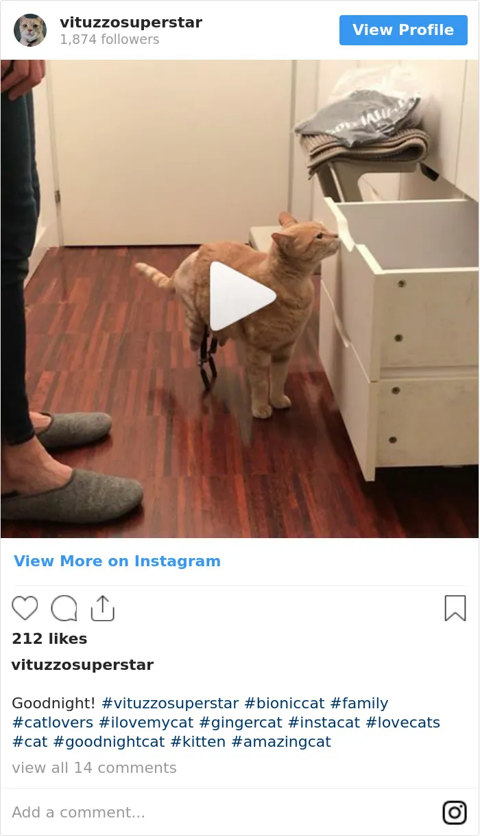 This Cat Got His Both Back Legs Amputated And Here's How His Life Looks Now (30 Pics)