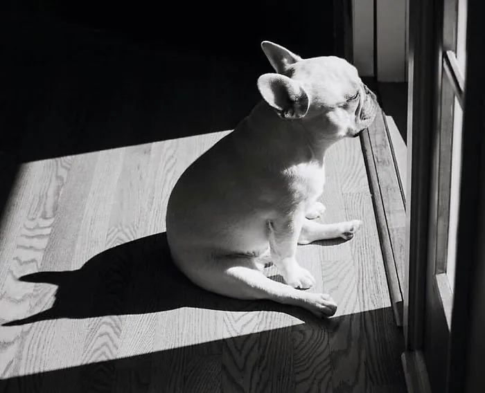 Meet This Adorable Pair Of French Bulldogs That Are Impossible Not To Love (58 Pics)
