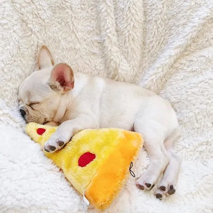 Meet This Adorable Pair Of French Bulldogs That Are Impossible Not To Love (58 Pics)