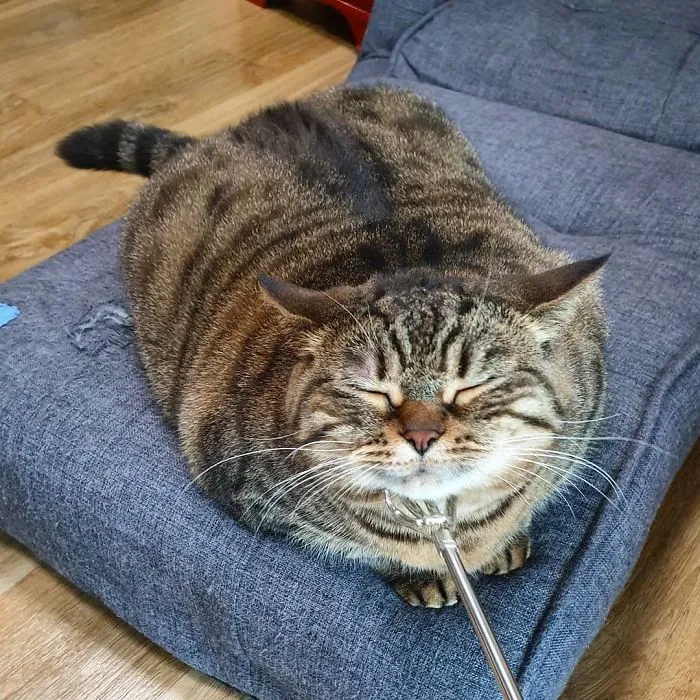 This Chunky Cat Named Manggo Will Steal Your Heart With Her Hilarious Expressions