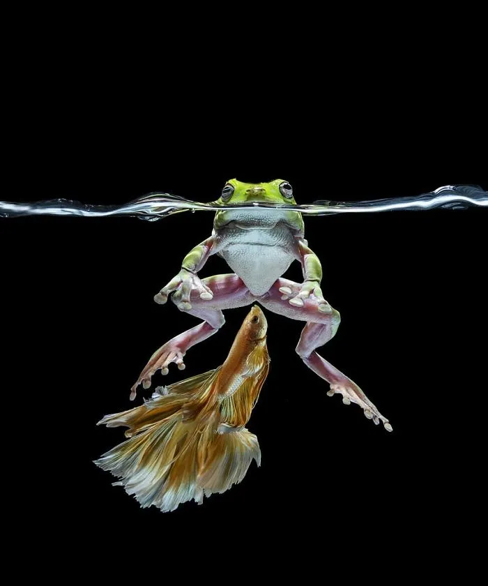 Hago fotos a peces Betta con todo tipo de patrones y colores (35 imágenes)