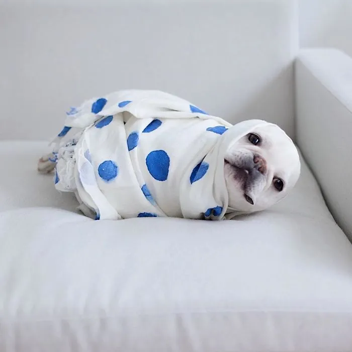 Meet This Adorable Pair Of French Bulldogs That Are Impossible Not To Love (58 Pics)