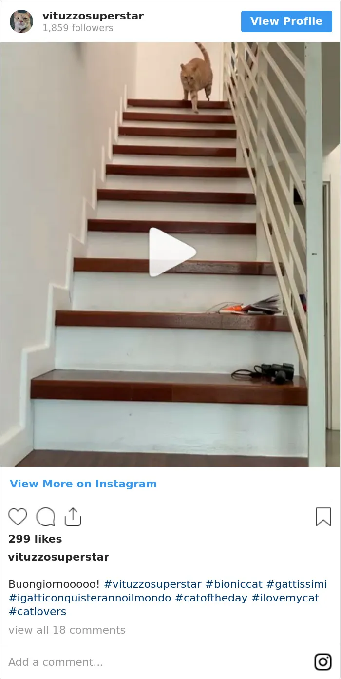 This Cat Got His Both Back Legs Amputated And Here's How His Life Looks Now (30 Pics)