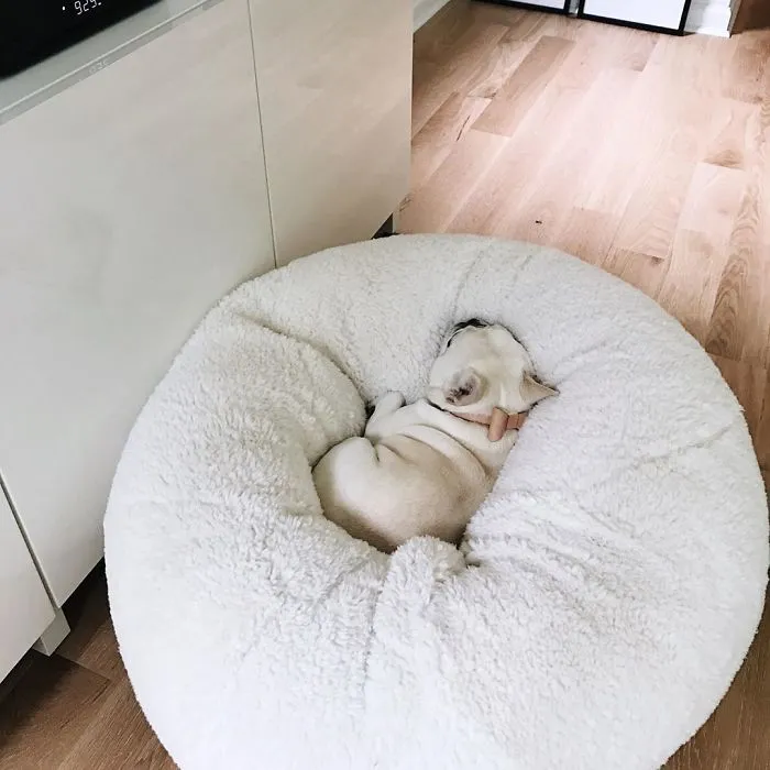 Meet This Adorable Pair Of French Bulldogs That Are Impossible Not To Love (58 Pics)