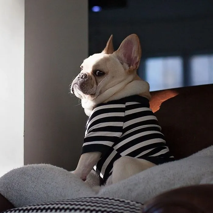 Meet This Adorable Pair Of French Bulldogs That Are Impossible Not To Love (58 Pics)