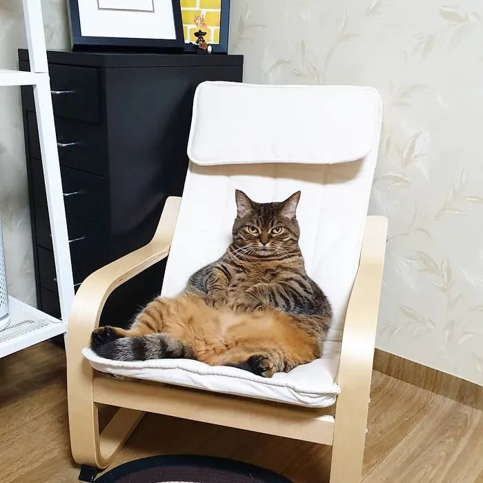 This Chunky Cat Named Manggo Will Steal Your Heart With Her Hilarious Expressions