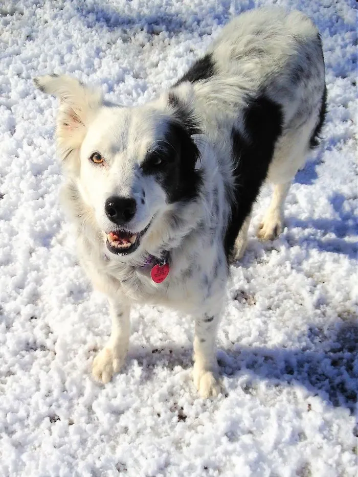 Chaser The Border Collie Had The Largest Tested Memory Of Any Non-Human Animal