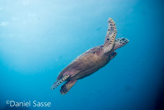 I Spent Hours Scuba Diving Photographing The Endangered Hawksbill Sea Turtles