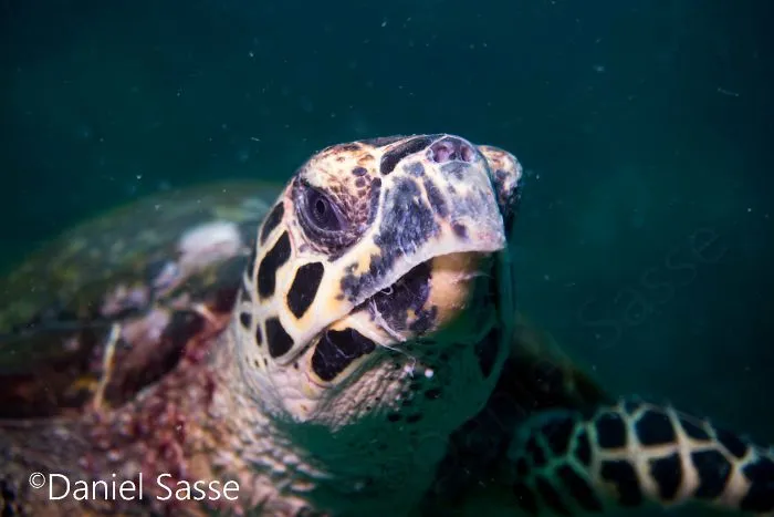 I Spent Hours Scuba Diving Photographing The Endangered Hawksbill Sea Turtles