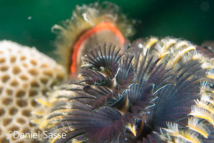 Here Are Some Underwater Christmas Trees I Photographed