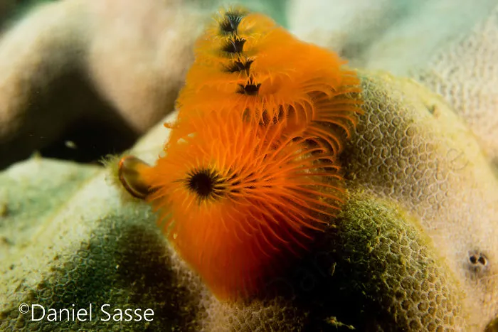 Here Are Some Underwater Christmas Trees I Photographed