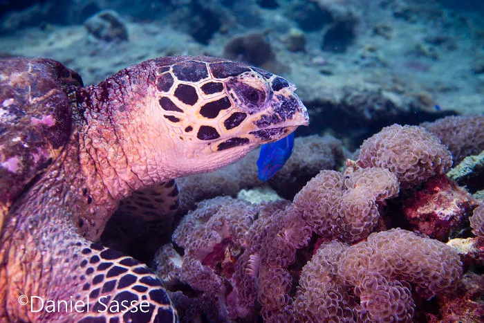 I Spent Hours Scuba Diving Photographing The Endangered Hawksbill Sea Turtles