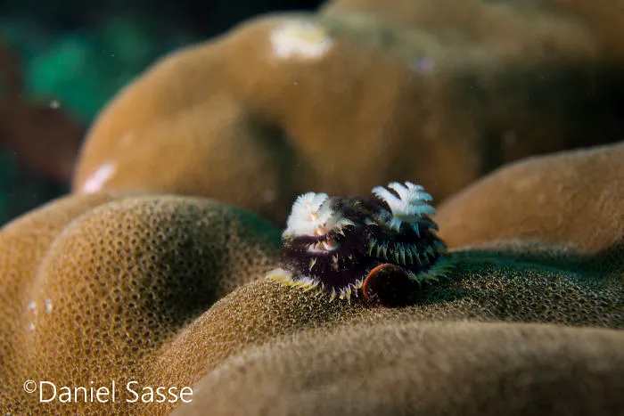 Here Are Some Underwater Christmas Trees I Photographed
